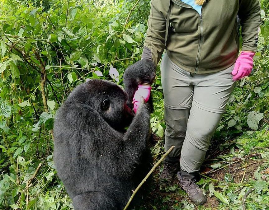 What is a Gorilla habituation experience?